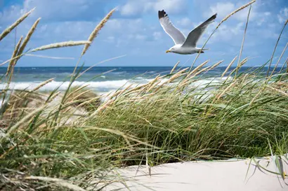 une mouette volant au bord de la plage