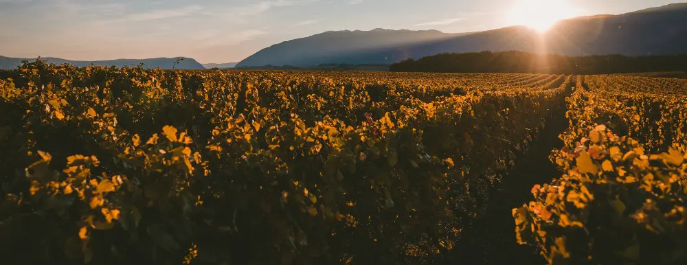 un vignoble à Bordeaux